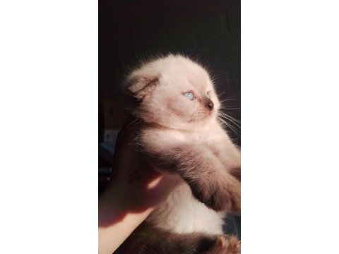 Scottish ve british shorthair 45 günlük