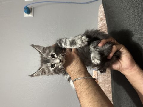 Maine coon bebekler