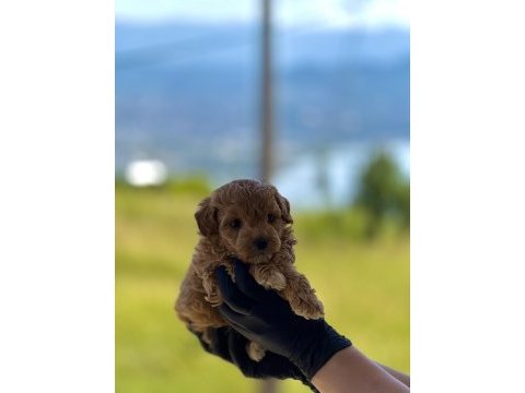 Premium teddy face baby poodle