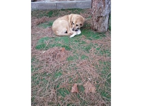 Yuva aranıyor sosyal köpekler