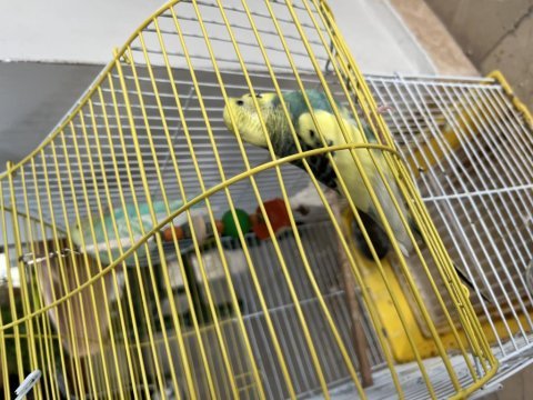 Kafesle beraber bir takım erkek ve dişi muhabbet kuşu