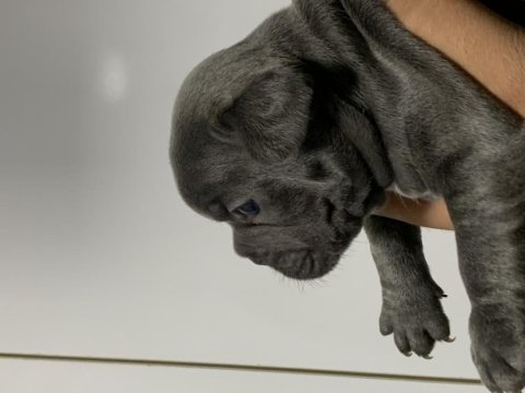 Blue french bulldog