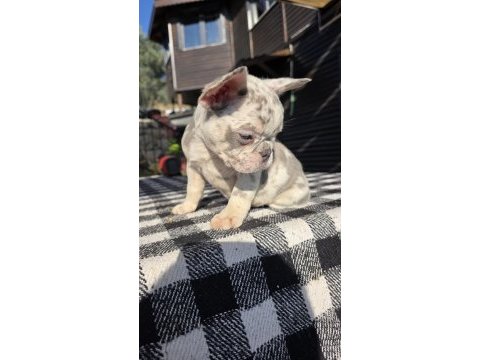French bulldog lilac merle tan isabella carrier