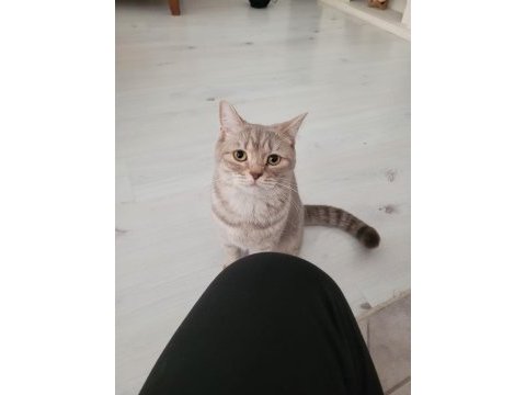 Kedimize yeni yuva arıyoruz