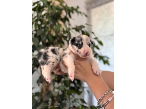 Tüm renkleriyle şecereli border collie yavrularımız