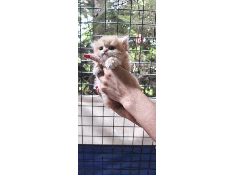 Golden ve silver chinchilla şecereli anne babalardan