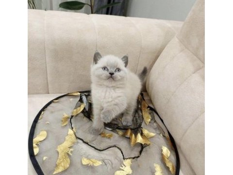 Blue point british shorthair