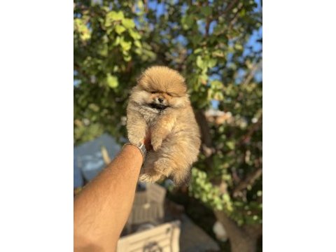 Ayı surat pomeranian boo yavruları