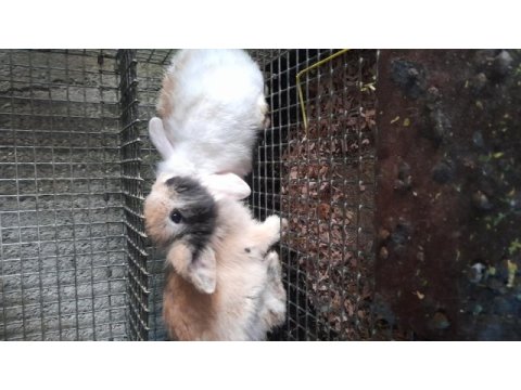 Hollanda lop tavşanı yavrusu 1 aylık