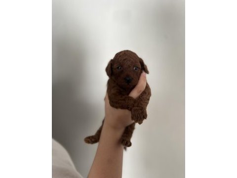 Dark brown poodle yavrumuz