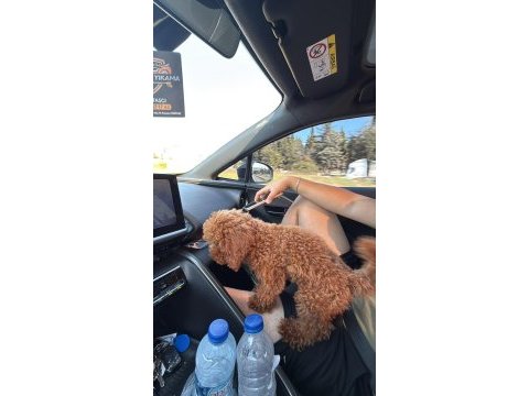 Poodle köpeğimiz için sadece aileler yazsın