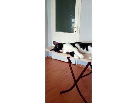 İki erkek biri smokin diğeri gri tekir kediler
