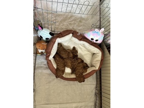 Dünya tatlısı peluş tadında bebek köpekler