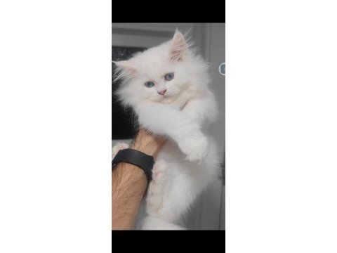 British longhair kedisi