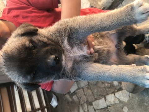 Dişi ve erkek kangal çift kaçırma derim bi aramanda şans var