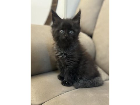 Maine coon