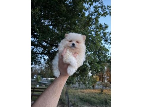 Pomeranian boo köpeklerimiz
