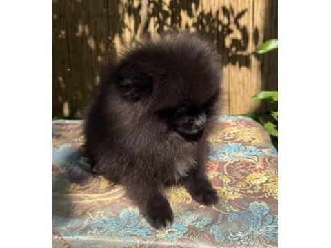 A kalite pomeranian tea cup dişi