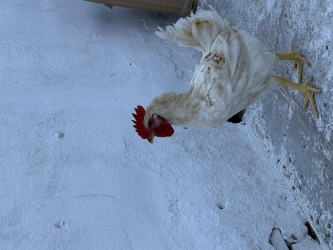 Adaklık veya beslemelik köy horozu
