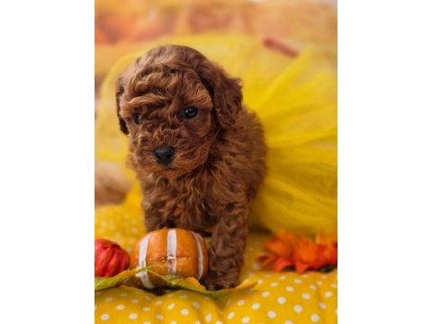 Kusursuz yüz ve tüy anatomisine sahip toypoodle 