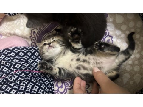 Golden tabby yavru kedimiz