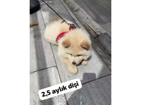 2.5 aylık teslime hazır çin aslanı