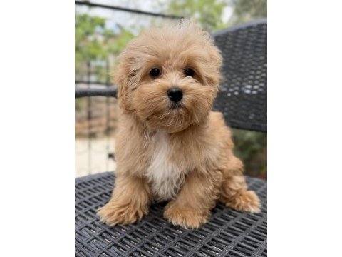 Mini maltipoo