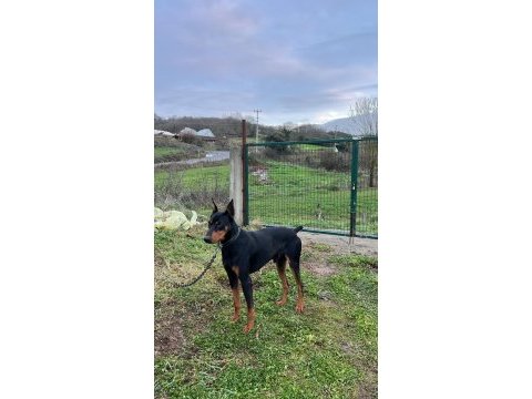 14 aylık çok güçlü asil doberman