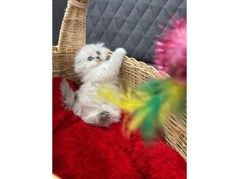 Scottish ve british shorthair yavrular