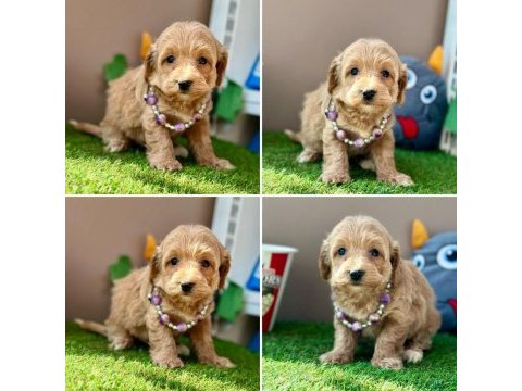 Çok tatlı minik maltipoo bebekler