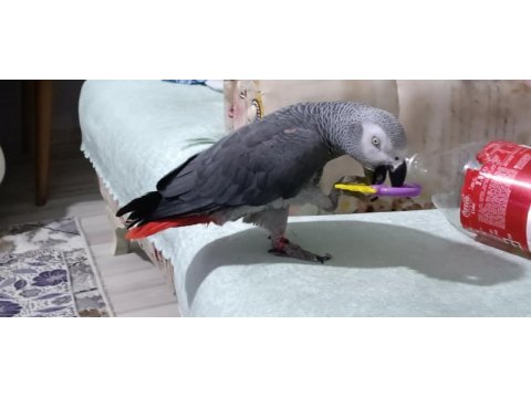 Üst düzey jako papağanı full artı full