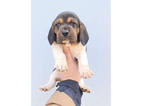 Harika maske beagle bebekler