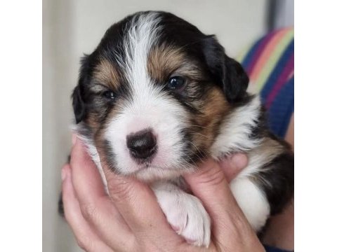 A kalite border collie yavrular