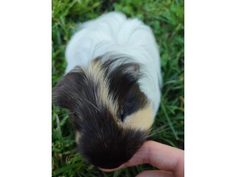 Guinea pig mia kalıcı ev arıyor
