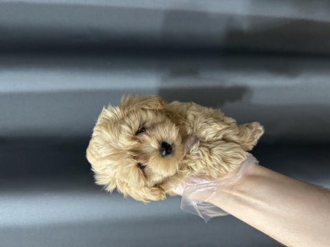 Safkan ırk maltipoo bebekler