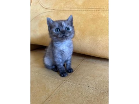 2.5 aylık british shorthair dişi