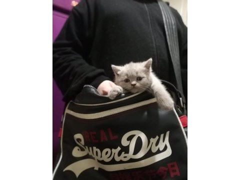 7 haftalık pıtı pıtı british shorthair yavrularımız