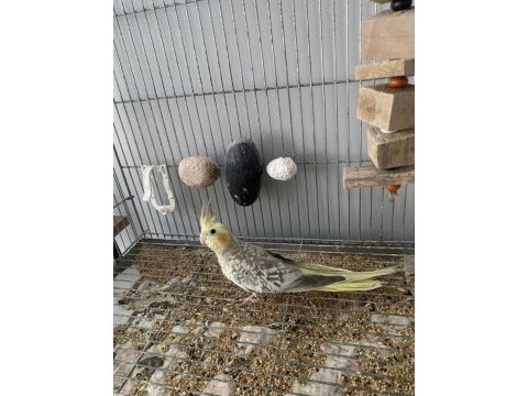 Yavru erkek sultan papağanı
