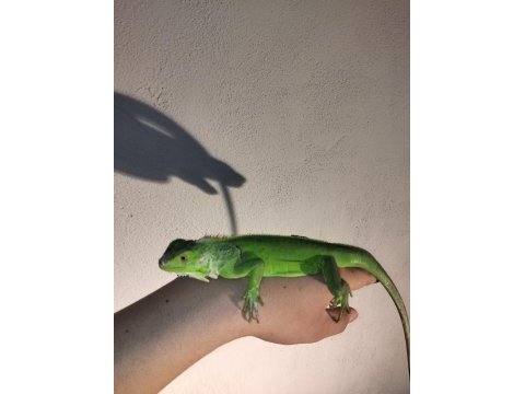 İguana yasal belgeli cipli
