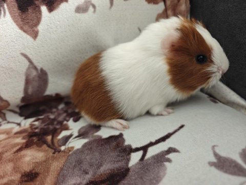 Ginepig yavru