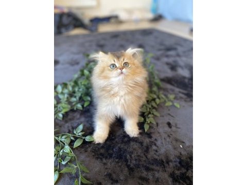 Kaliteli golden british longhair