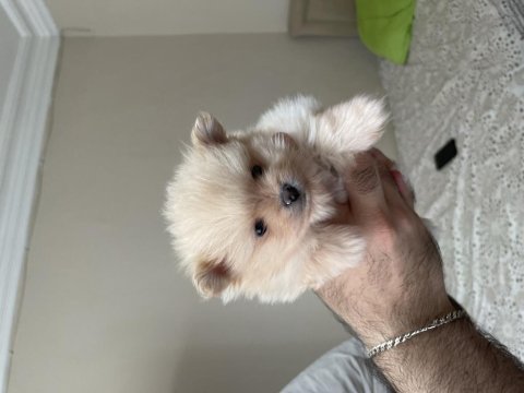 Pomeranian boo parazit uygulaması yapılmış 35 günlük
