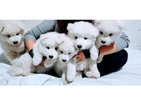 Muhteşem kalitede somoyed köpeği yavruları