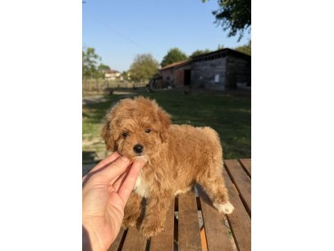 Mini boy maltipoo kızımız