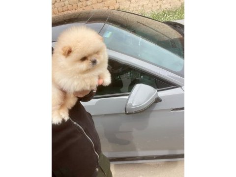 Bal gibi teacup ayıcık mini boy pomeranian