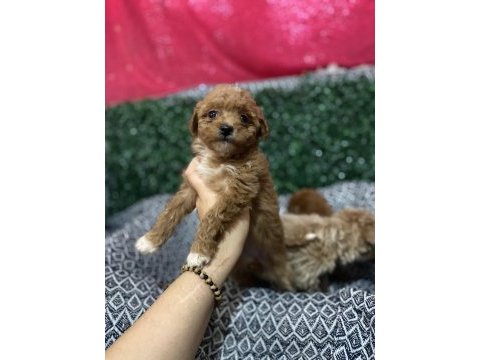 Maltipoo bebek köpekler