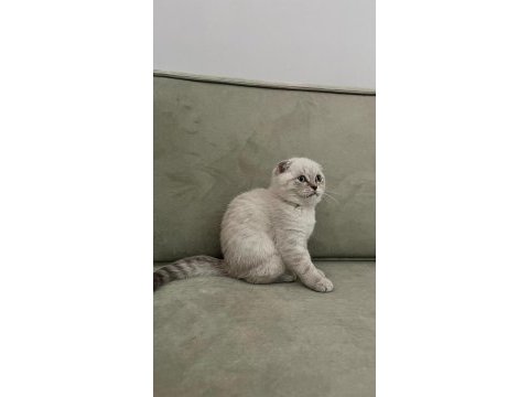 Scottish fold yavru