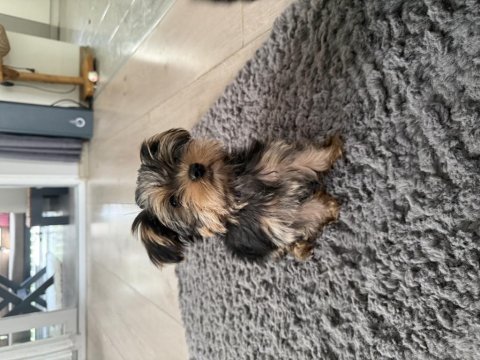 Minik sevimli oyuncu yavru köpekler