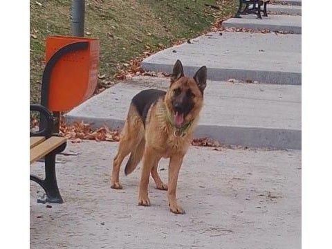 22 günlük alman çoban köpeği yavruları