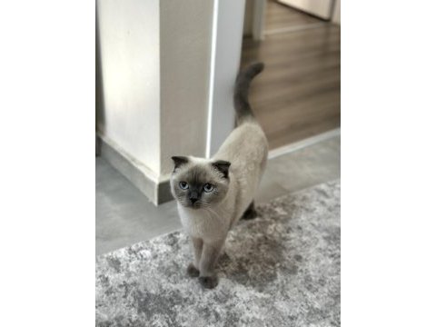 Ücretsiz scottish blue point kedi sahiplendirme